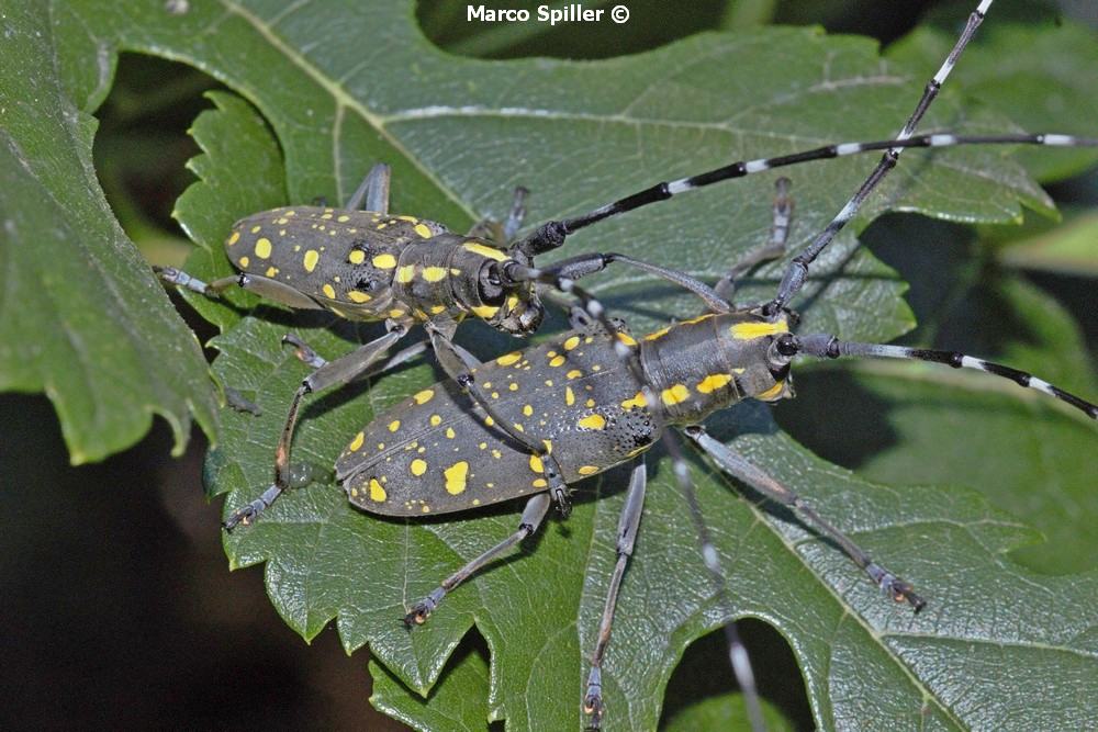 Cerambycidae: Psacothea hilaris